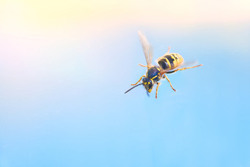 Wasp flies into the sky. macro. background.