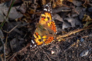 Mariposa de los cardos