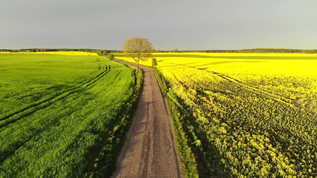 Droga rzepak pole pola wiosna kwitnie wieś rolnictwo