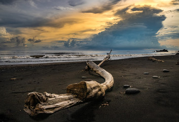 Driftwood on a beautiful beach