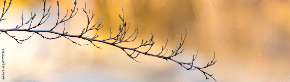 Wall mural panoramic view of branches on bokeh background in early spring