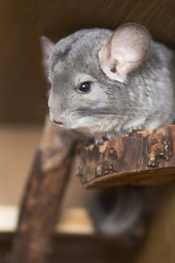 beautiful chinchilla sitting on a wooden shelf in a cage, concept of pets life, furry rodents
