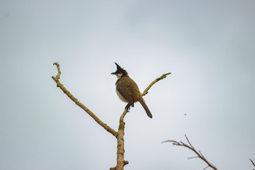 bulbul perched on a tree branch with clear sky as background