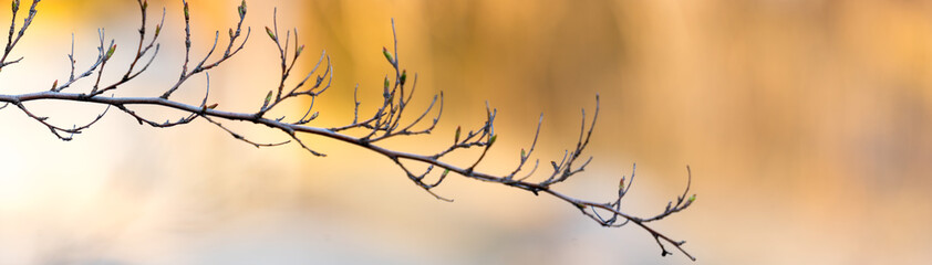 panoramic view of branches on bokeh background in early spring