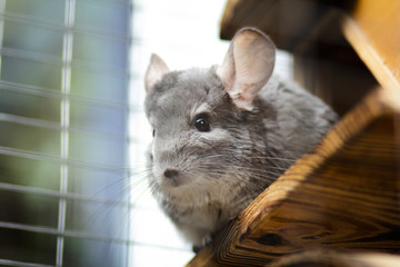 portrait of a curious muzzle of a chinchilla living in a cage pets looking curious sitting on the balcony, furry rodents, bottom view