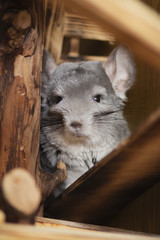 portrait of a curious muzzle of a chinchilla living in a cage looking out from wooden boards and logs, concept of pets, furry animals rodents