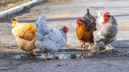 Chickens drink water from puddles on the farm_