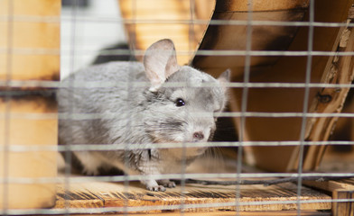 Obraz premium beautiful chinchilla walking in cage apartment, pet life, fluffy thoroughbred rodent