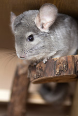 beautiful chinchilla sitting on a wooden shelf in a cage, pet lifestyle, purebred rodents with velvet fur