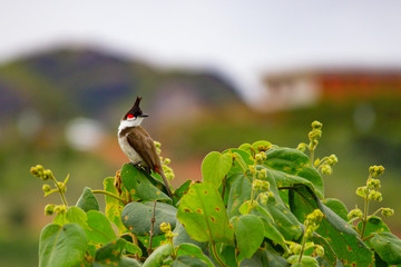 red whiskered bulbul perched on a bush in a hilly town of kerala 