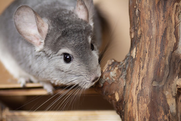 cute gray chinchills cage and looking curiously, home pets, rodent species animals