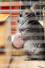 Adult chinchilla in a wooden cage standing and watching, cute rodent, thoroughbred pet