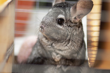 funny chinchilla in wooden cage, concept domestic pets, portrait of fluffy mouse with big ears in house