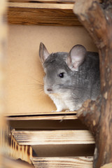portrait of cute chinchilla living in wooden handmade cage, concept of pets care, furry rodents