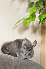 cute chinchilla climbing on sofa in room, pet walking in interior of house, life of domestic animals indoors, thoroughbred fluffy rodent on the loose