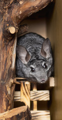 curious chinchilla looking from shelter, concept behavior pets, fluffy rodent in a cage