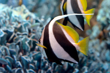 ユニークな背びれが可愛いハタタテダイ（日本の東京池袋サンシャイン水族館）