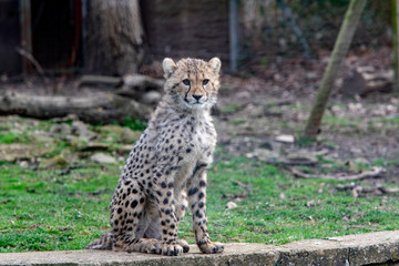 Fototapeta premium Guépard