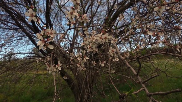 nature, spring, blossom, flower, plum, branch, tree, background, pink, floral, petal, design, beautiful, isolated, white, plant, illustration, cherry, japanese, season, chinese, bloom, decoration, bea