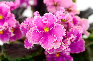 Fototapeta premium Violets beautiful flowers, background.