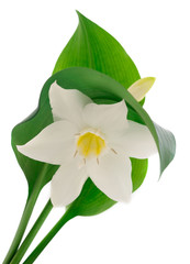 White flower with green leaves.