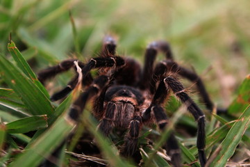 Araña
