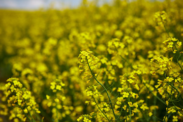 Rapeseed field, Blooming canola flowers close up. Rape on the field in summer.