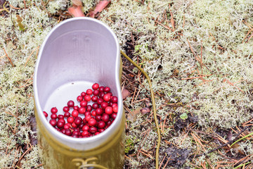 Ripe lingonberries collected in an army bowler hat in the forest.