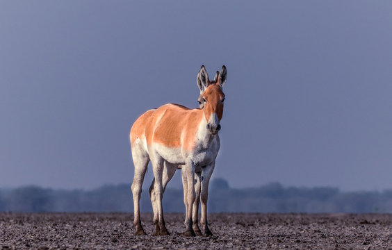 Wild Ass Of Little Rann Of Kutch