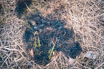 Burned dry grass on the territory on spring day.