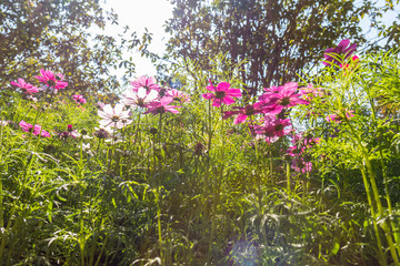 Cosmos variety of colors flowers in the garden, morning fresh air, oxygen to the body to power the whole day, a place to relax, the event. soft focus.