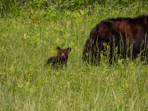Black Bears