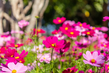 Obraz premium Cosmos variety of colors flowers in the garden, morning fresh air. Pollination with bee and flowers cosmos with sunshine.