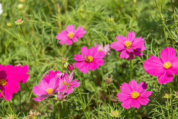 Fototapeta premium Cosmos variety of colors flowers in the garden, morning fresh air. Pollination with bee and flowers cosmos with sunshine.