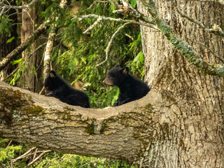 Black Bears