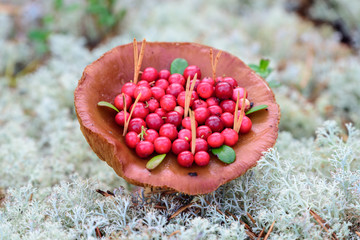 Red lingonberry on growing mushroom in the forest.