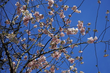 Kirschblüten und Knospen für blauem Himmel