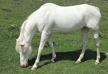 Obraz na płótnie Canvas white albino horse
