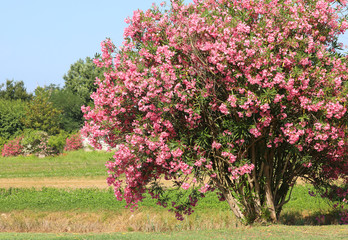 Mediterranean scenery with an oleander flower tree