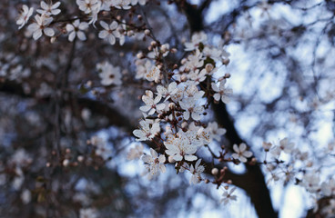 First spring flowers sprouting in tree
