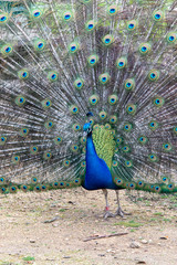 Naklejka premium Paon