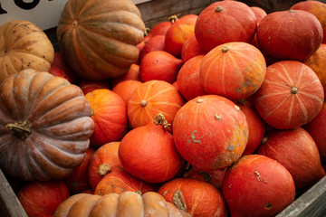 K&uuml;rbis Herbst Halloween Gem&uuml;se