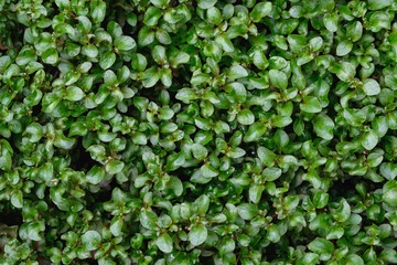 Closeup green leaf of tree in nature with copy space on dark green background.