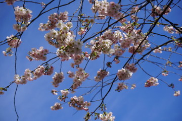 Äste mit weißen und rosa Kirschblüten vor blauem Himmel