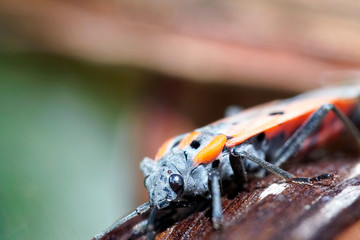 European firebug - close up macro-photograph.