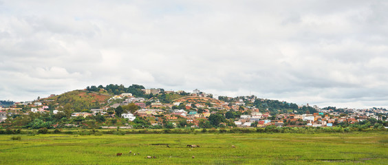 Typical landscape of Madagascar on overcast cloudy day - livestock grazing at wet rice fields in foreground, houses on small hills of Antananarivo suburb