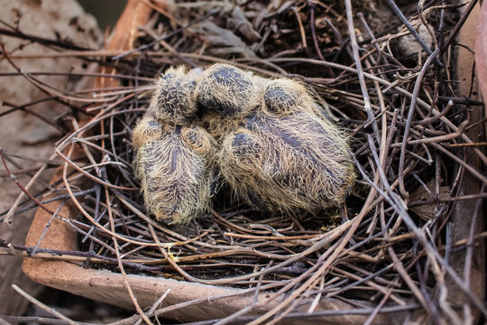 Two two-day-old dove nestlings are nesting in flower pots on a windowsill. Eurasian collared dove, Streptopelia decaocto. Color photo.