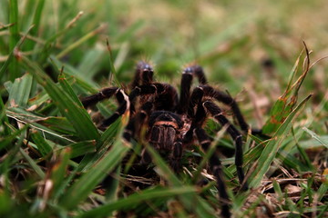 Spider