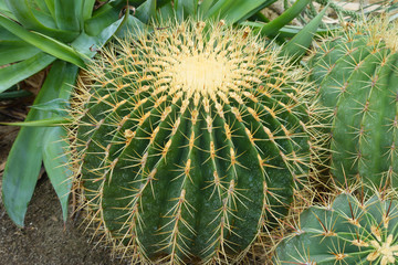 Cactus echinocactus grusonii or golden barrel cactus