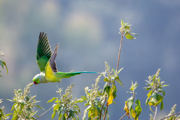 Fototapeta premium Photo of a male rose-ringed parakeet ( Psittacula krameri ) taking flight from a tree branch